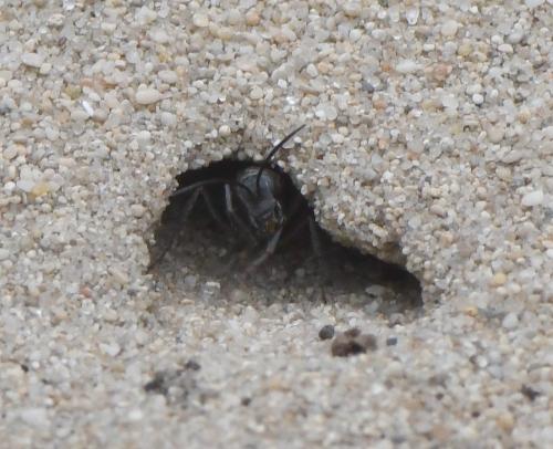 Episyron rufipes
